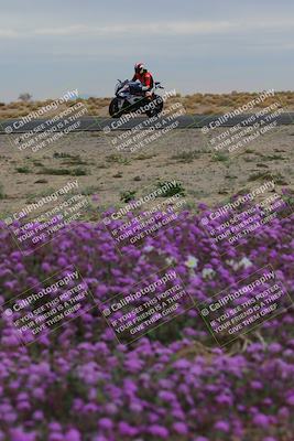 media/Jan-14-2023-SoCal Trackdays (Sat) [[497694156f]]/Turn 14 Exit Bloomig (145pm)/